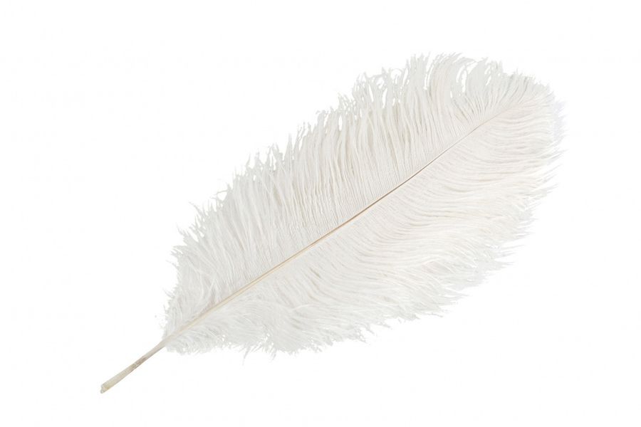 Strutsefj&aelig;r hvit