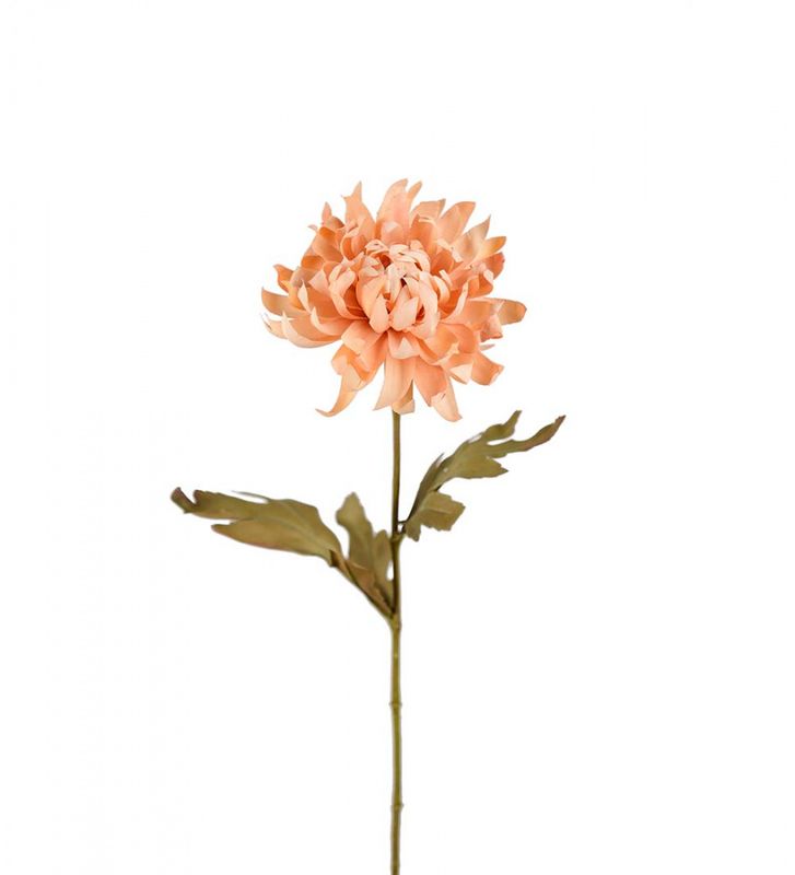 Chrysantemum ferskenfarget
