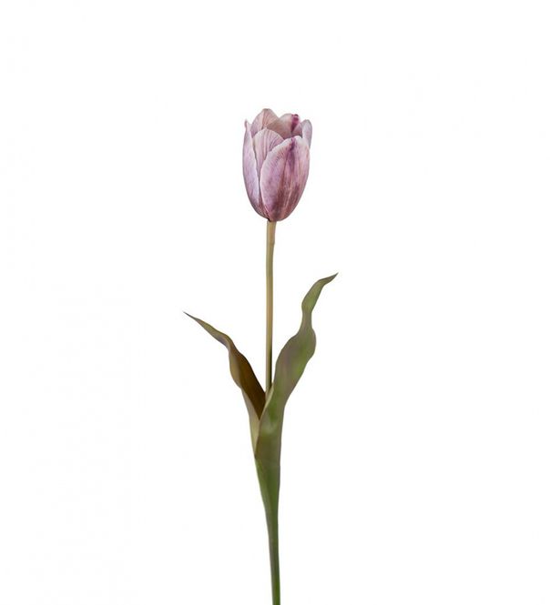 Hovedbilde Tulipan purple