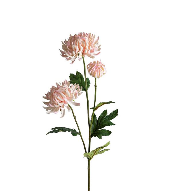 Hovedbilde Chrysanthemum