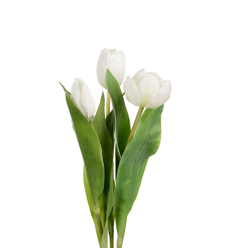Tulipaner i flere farger