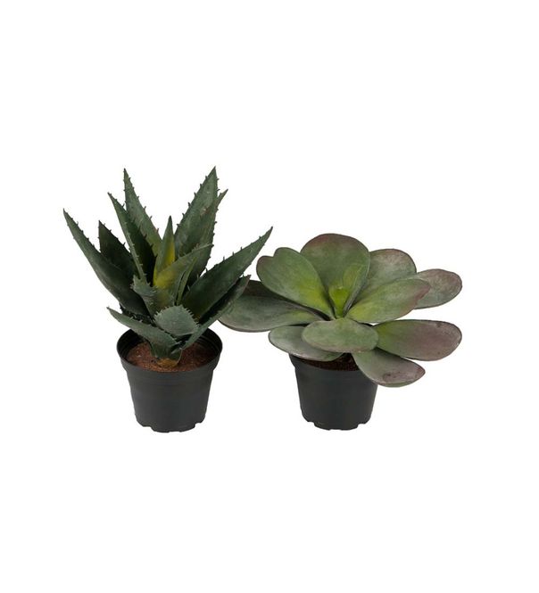 Hovedbilde Succulent mix