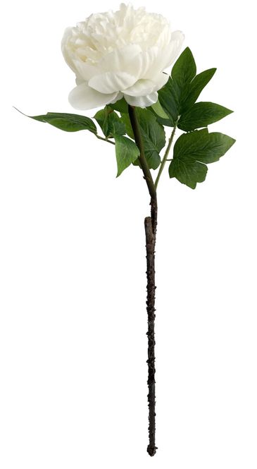 Hovedbilde Hvit pion 60cm